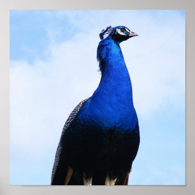 Pôster Pavão na parede (Frente)