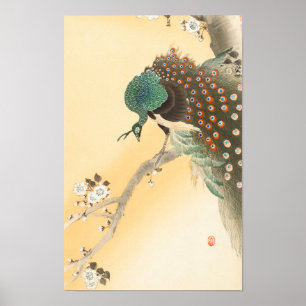 Poster Pavão no Cerejeira por Ohara Koson