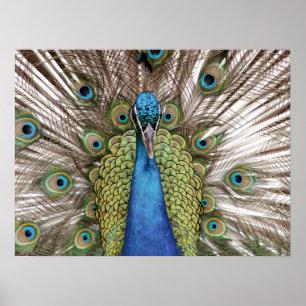 Poster Pavão que mostra fora para visitantes