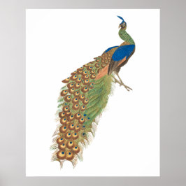 Poster Pavão vintage