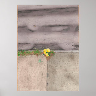 Poster Pavement Primrose