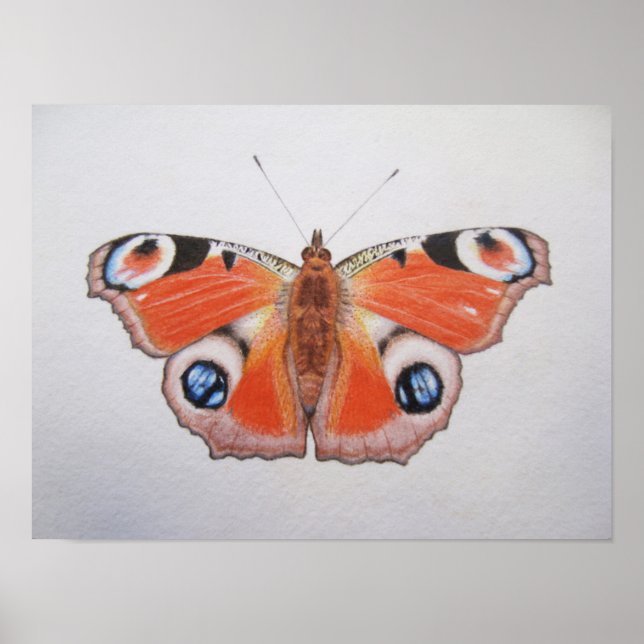 Pôster Pavock Butterfly 2012 (Frente)