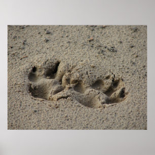 Poster Pawprint da Hope no VU Canvas de Areia