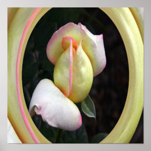 Poster Paz Rosa Amor....