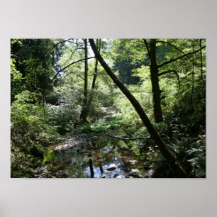 Poster "Paz verde", madeiras de Muir