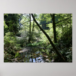 Poster "Paz Verde", Muir Woods