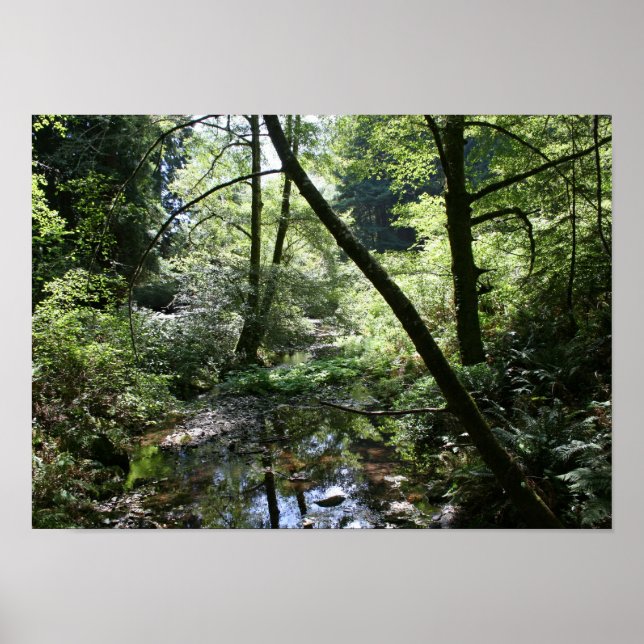 Poster "Paz Verde", Muir Woods (Frente)