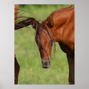 Poster Pé de Warmblood Chestnut com Cauda