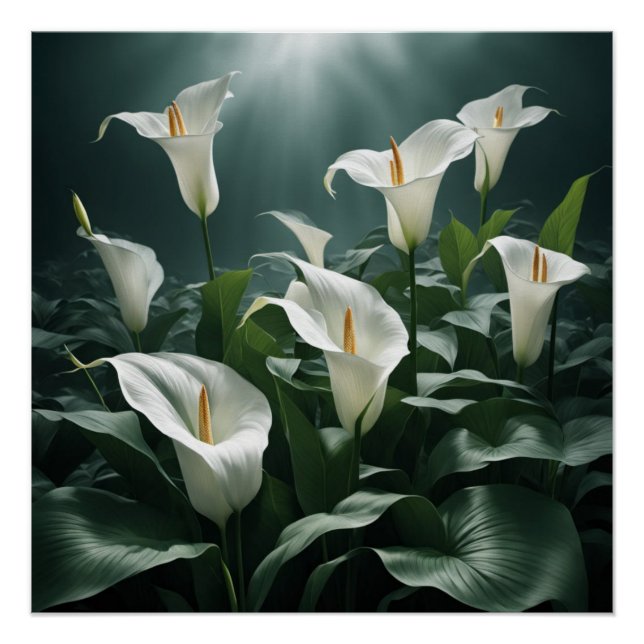 Pôster peace lilies (Frente)