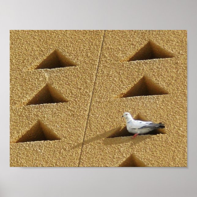 Poster Peaceful Pigeon (Frente)