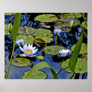 Poster Peaceful Pond