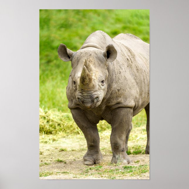 Poster Peaceful Rhino (Frente)