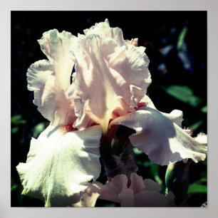 Poster Peach Beared Iris Flower 2 Up Close (Fechar)