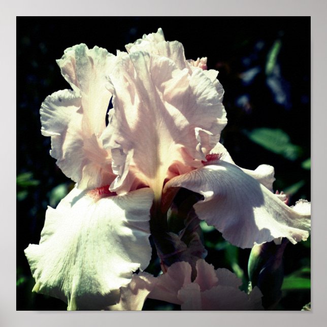 Poster Peach Beared Iris Flower 2 Up Close (Fechar) (Frente)