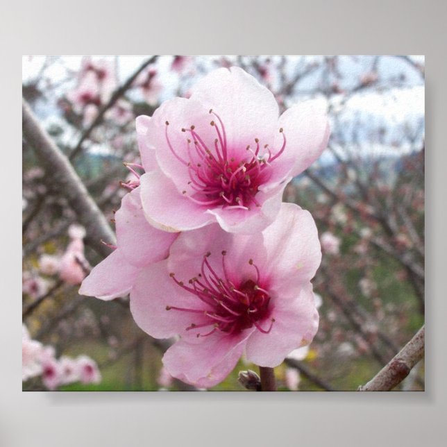 Poster Peach Blossoms (Frente)
