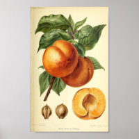 Peach Botanical Fruit Print