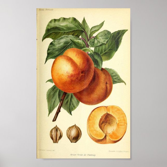 Poster Peach Botanical Fruit Print (Frente)