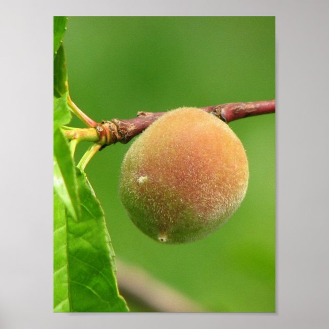 Pôster Peach Fuzz (Frente)