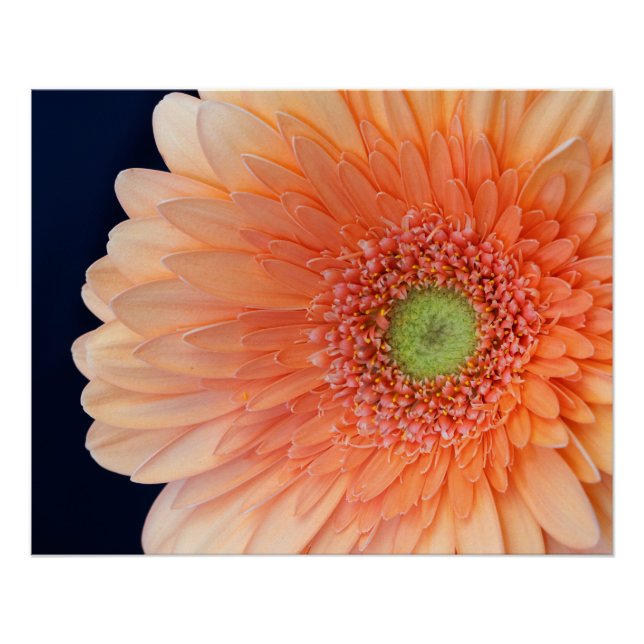 Pôster Peach Gerbera (Frente)