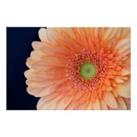 Peach Gerbera