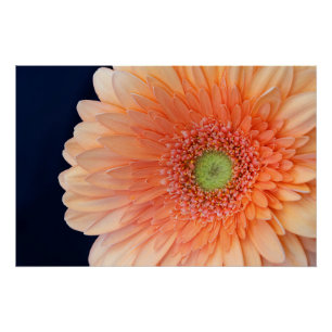 Pôster Peach Gerbera