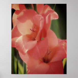 Poster Peach Gladiolus Flor Close-Up