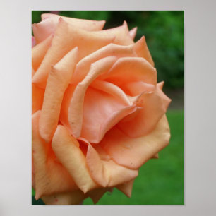 Pôster Peach Rosa In Bloom