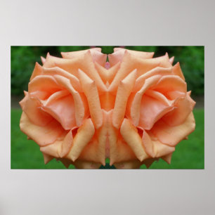 Poster Peach Rosa In Bloom Mirror Abstrato
