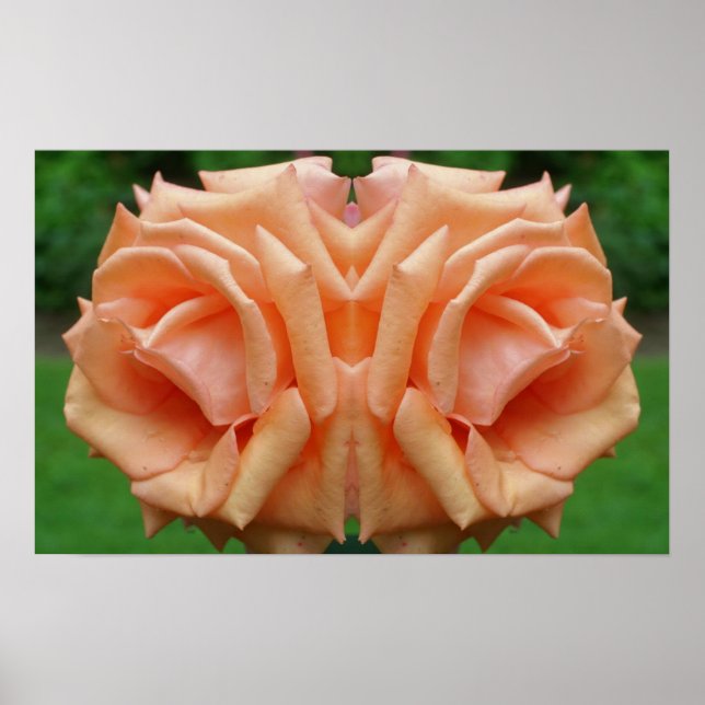 Poster Peach Rosa In Bloom Mirror Abstrato (Frente)