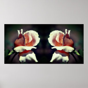Poster Peach Rosebud Flower Close Up Mirror Abstrato