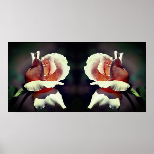 Poster Peach Rosebud Flower Close Up Mirror Abstrato (Frente)