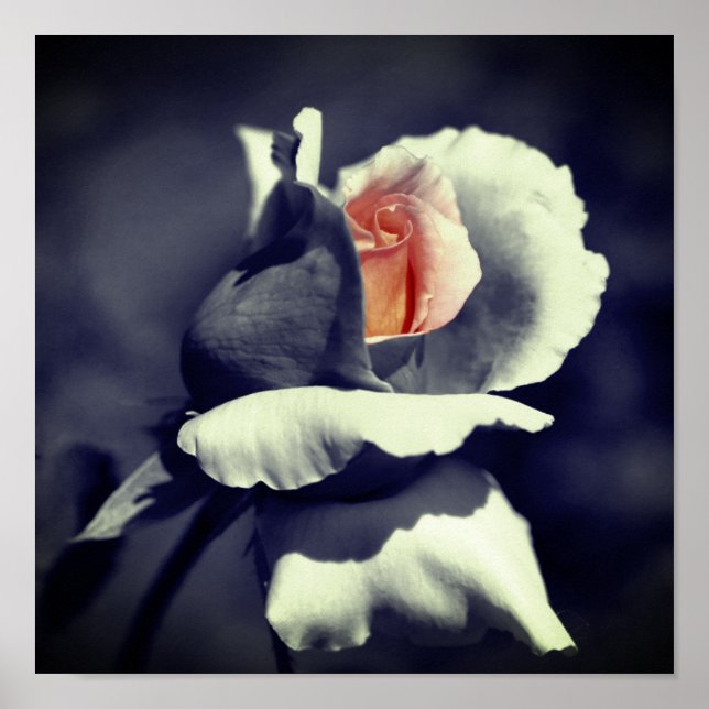 Poster Peach Rosebud Preto E Branco Cor Parcial (Frente)