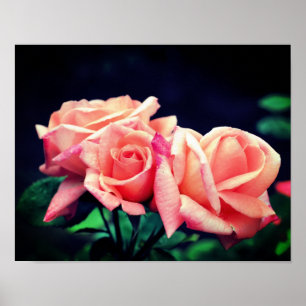 Poster Peach Rosebud Trio