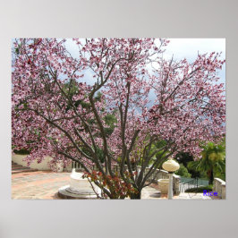 Pôster Peach Tree in bloom - Hearst Castle 2005