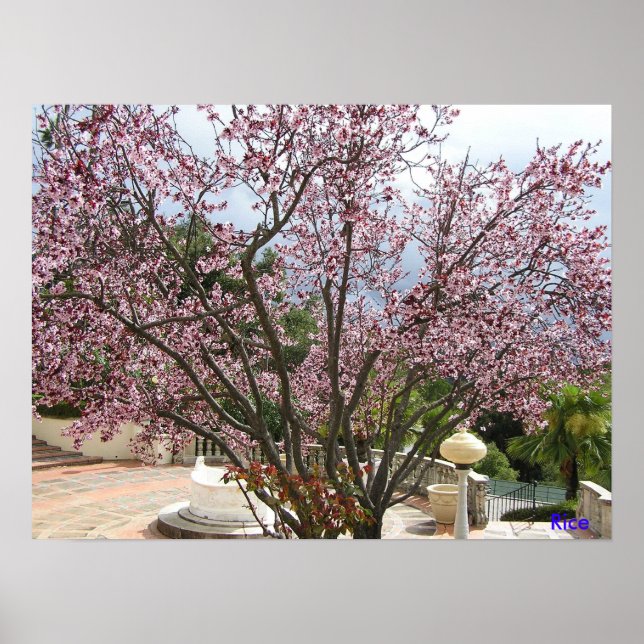 Pôster Peach Tree in bloom - Hearst Castle 2005 (Frente)