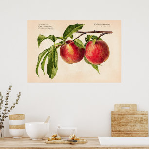 Poster Peaches (Prunus Persica) por Royal Charles Steadma