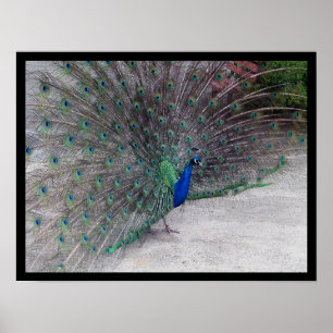 Poster Peacock