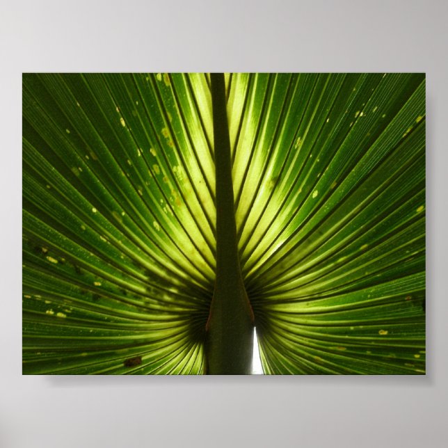 Poster "Peacock" (Frente)