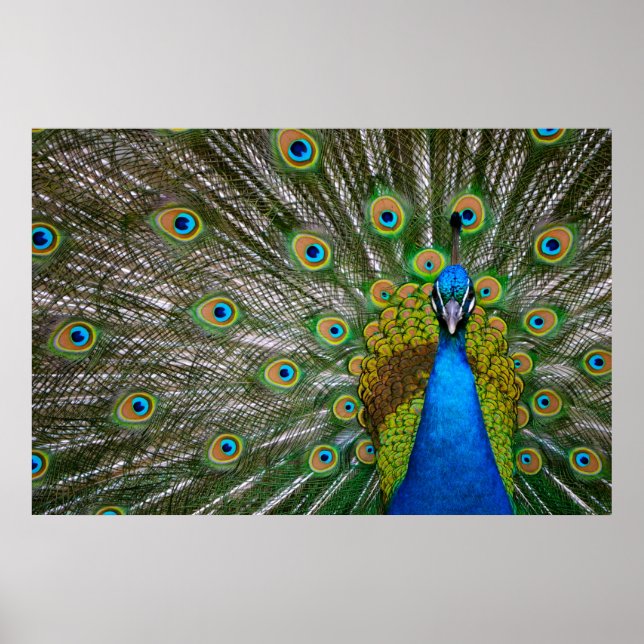 Poster Peacock (Frente)