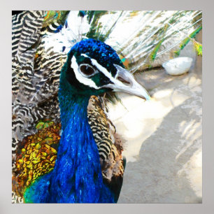Pôster Peacock