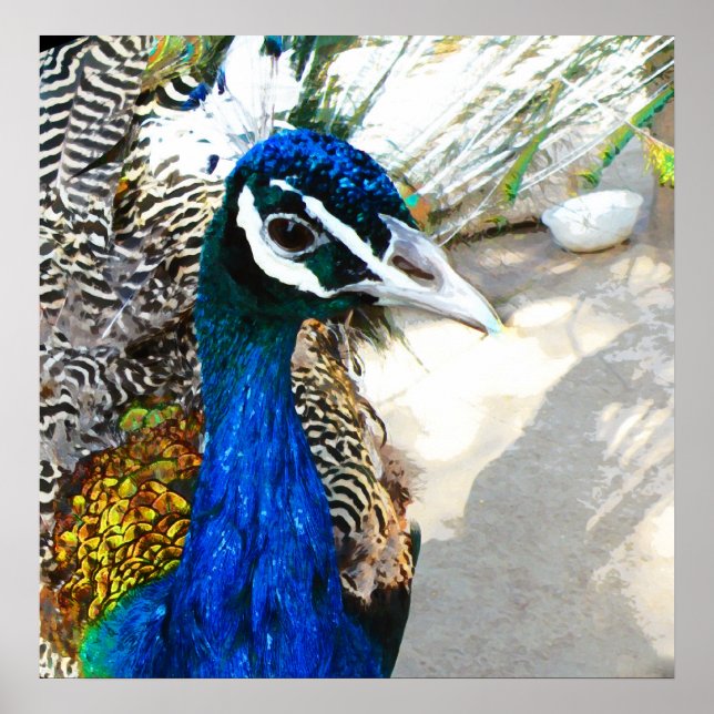 Pôster Peacock (Frente)