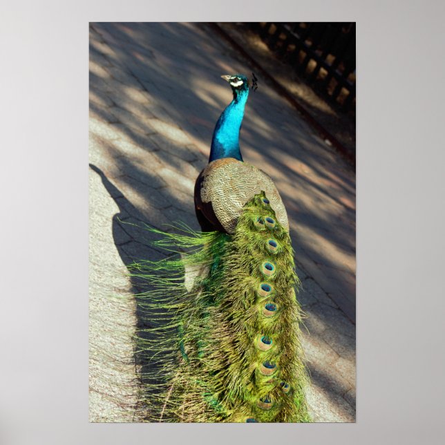 Poster Peacock (Frente)