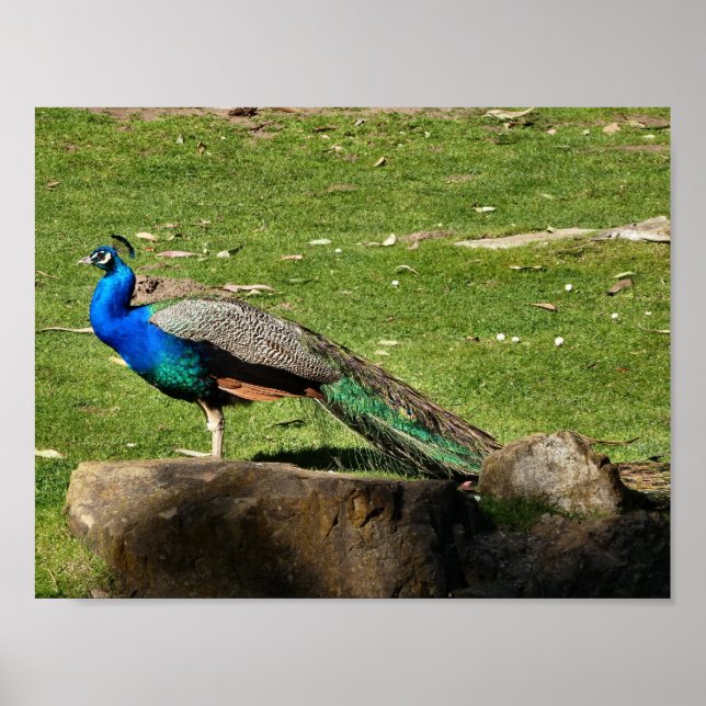 Pôster Peacock (Frente)