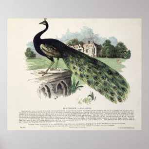 Poster Peacock
