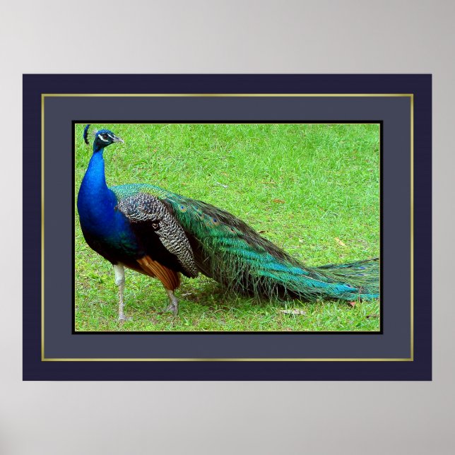 Pôster Peacock (Frente)