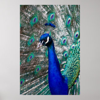 Pôster Peacock