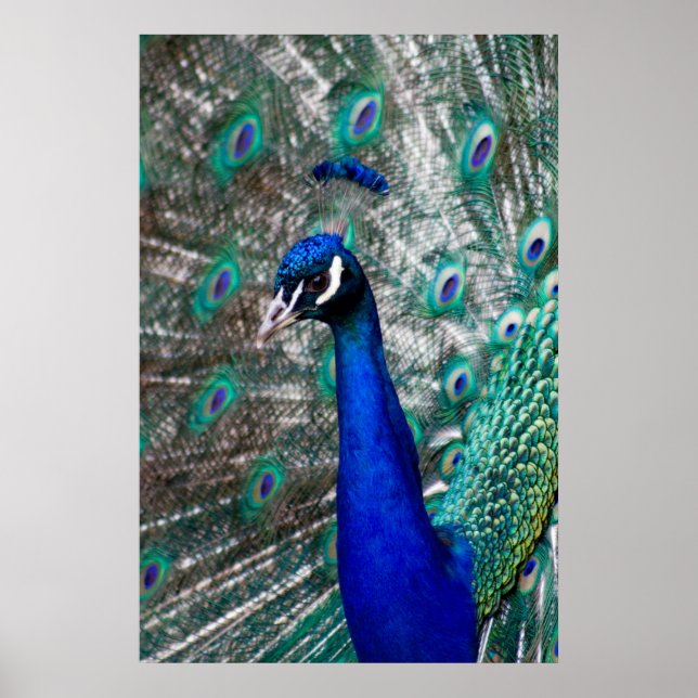 Pôster Peacock (Frente)