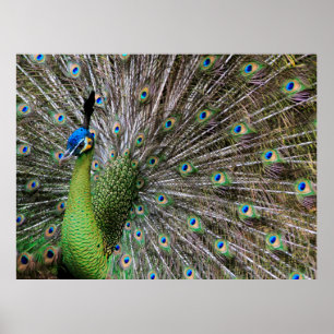 Pôster Peacock