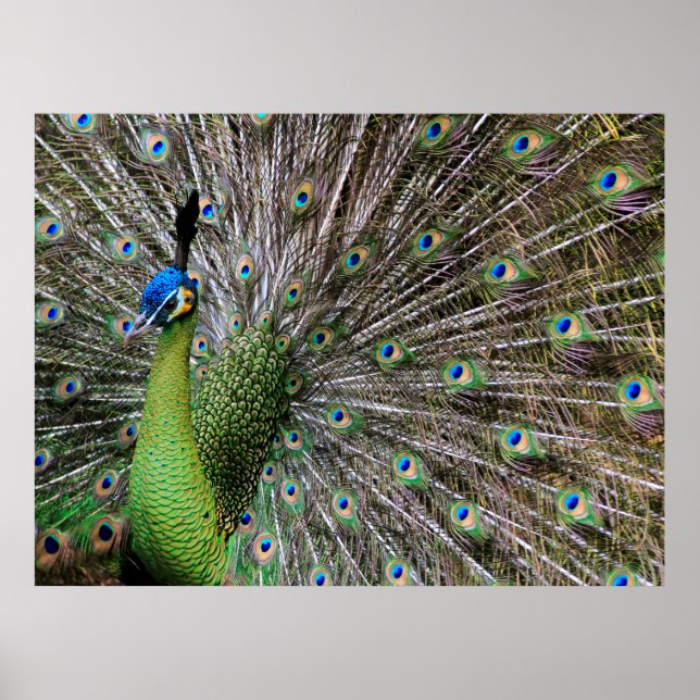 Pôster Peacock (Frente)