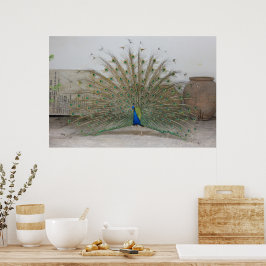 Poster Peacock